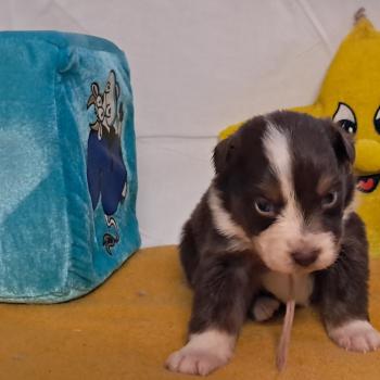 chiot Berger australien ROUGE TRICOLORE Du Château de la Nougatine
