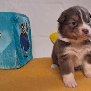 chiot Berger australien ROUGE TRICOLORE Du Château de la Nougatine