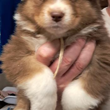 chiot Berger australien ROUGE TRICOLORE Du Château de la Nougatine