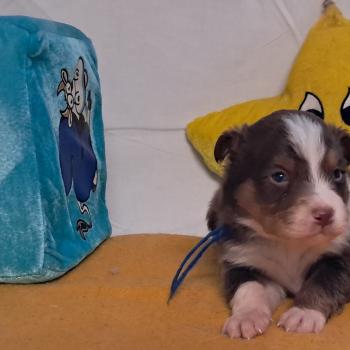 chiot Berger australien ROUGE TRICOLORE Du Château de la Nougatine