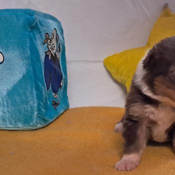 chiot Berger australien ROUGE TRICOLORE Du Château de la Nougatine