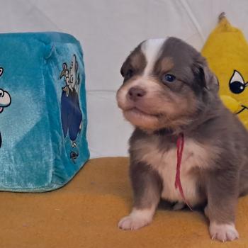 chiot Berger australien ROUGE TRICOLORE Du Château de la Nougatine