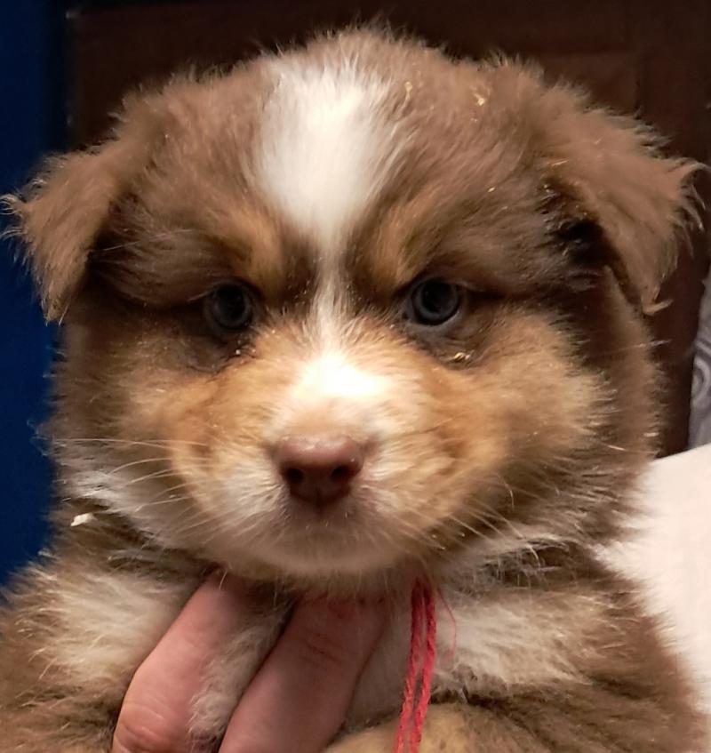 BILLIE-ROSE Du Château de la Nougatine Femelle Berger australien