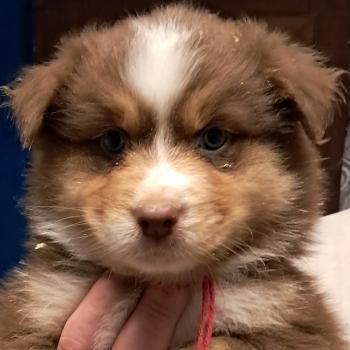 chiot Berger australien ROUGE TRICOLORE Du Château de la Nougatine