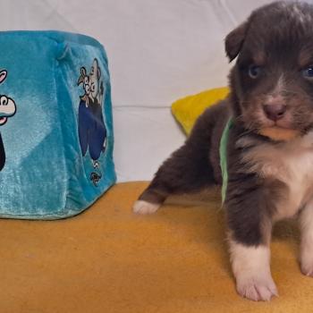 chiot Berger australien ROUGE TRICOLORE Du Château de la Nougatine