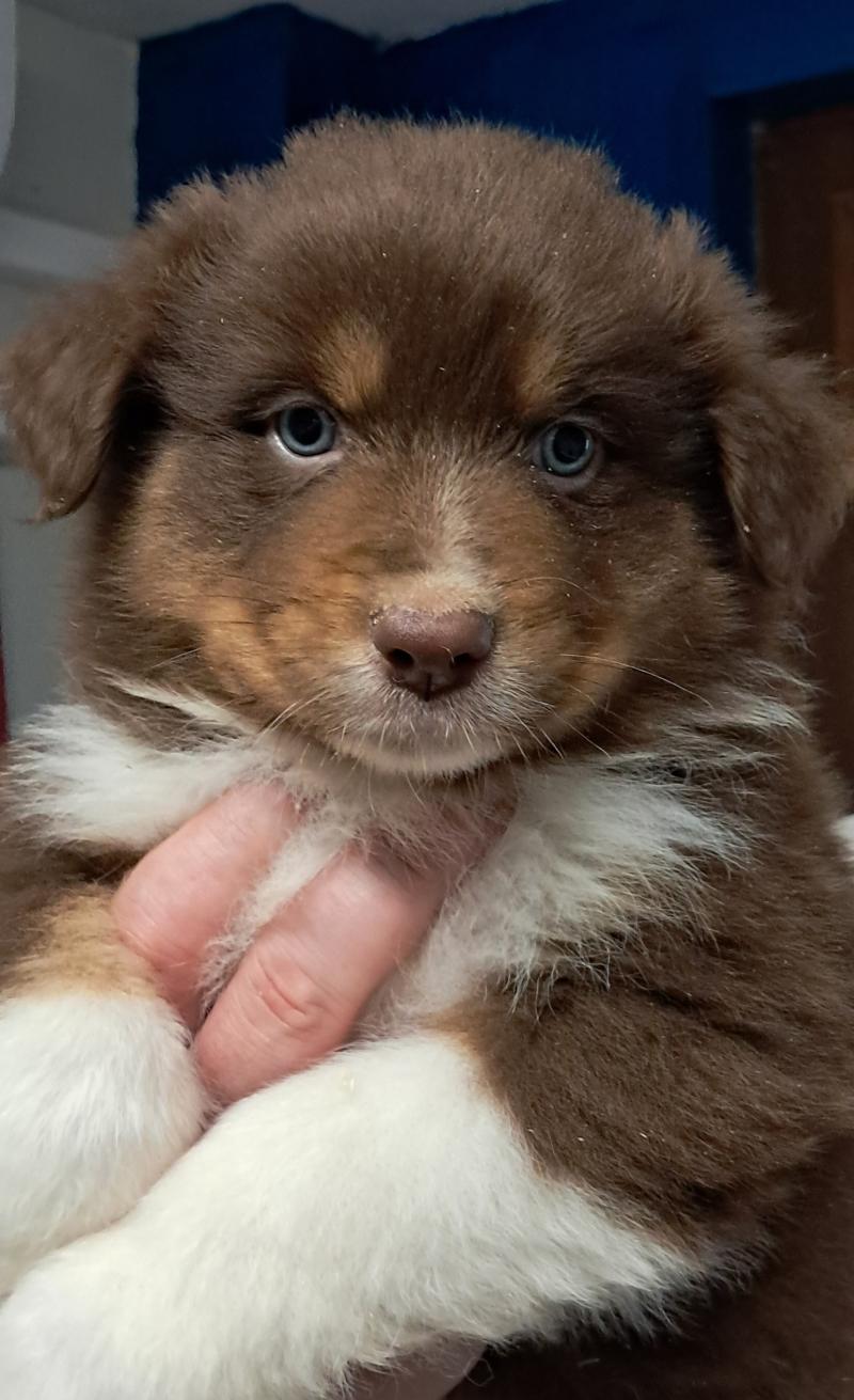 BALOU Du Château de la Nougatine Mâle Berger australien
