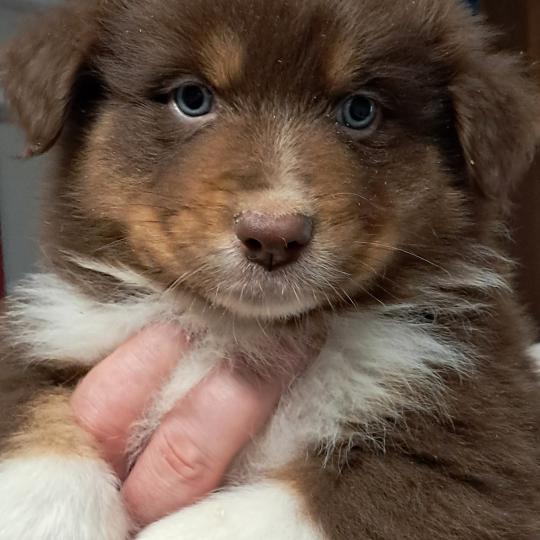 BALOU Du Château de la Nougatine Mâle Berger australien