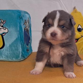 chiot Berger australien ROUGE TRICOLORE Du Château de la Nougatine