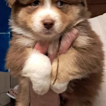 chiot Berger australien ROUGE TRICOLORE Du Château de la Nougatine