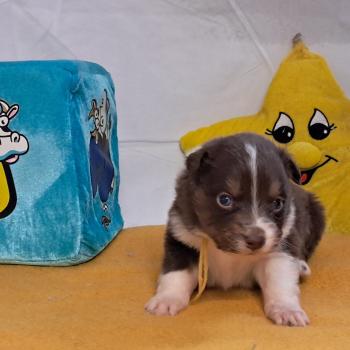 chiot Berger australien ROUGE TRICOLORE Du Château de la Nougatine