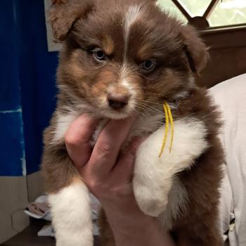 chiot Berger australien ROUGE TRICOLORE Du Château de la Nougatine