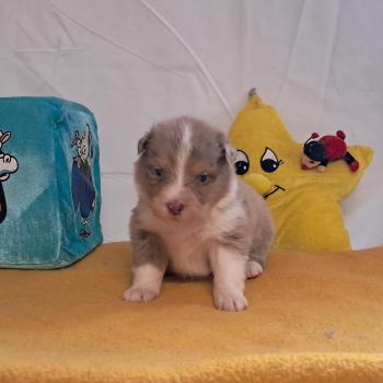 chiot Berger australien ROUGE MERLE Du Château de la Nougatine