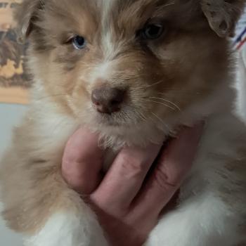 chiot Berger australien ROUGE MERLE Du Château de la Nougatine
