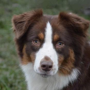 chien Berger australien ROUGE TRICOLORE ROSY RED Du Château de la Nougatine