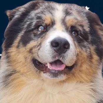 chien Berger australien TENNESSEE BLUE Du Château de la Nougatine