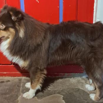 chien Berger australien ROUGE TRICOLORE ULI Du Château de la Nougatine