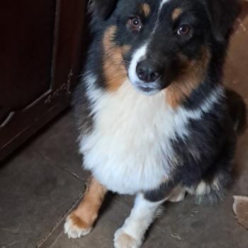 chien Berger australien VOLVLA Du Château de la Nougatine